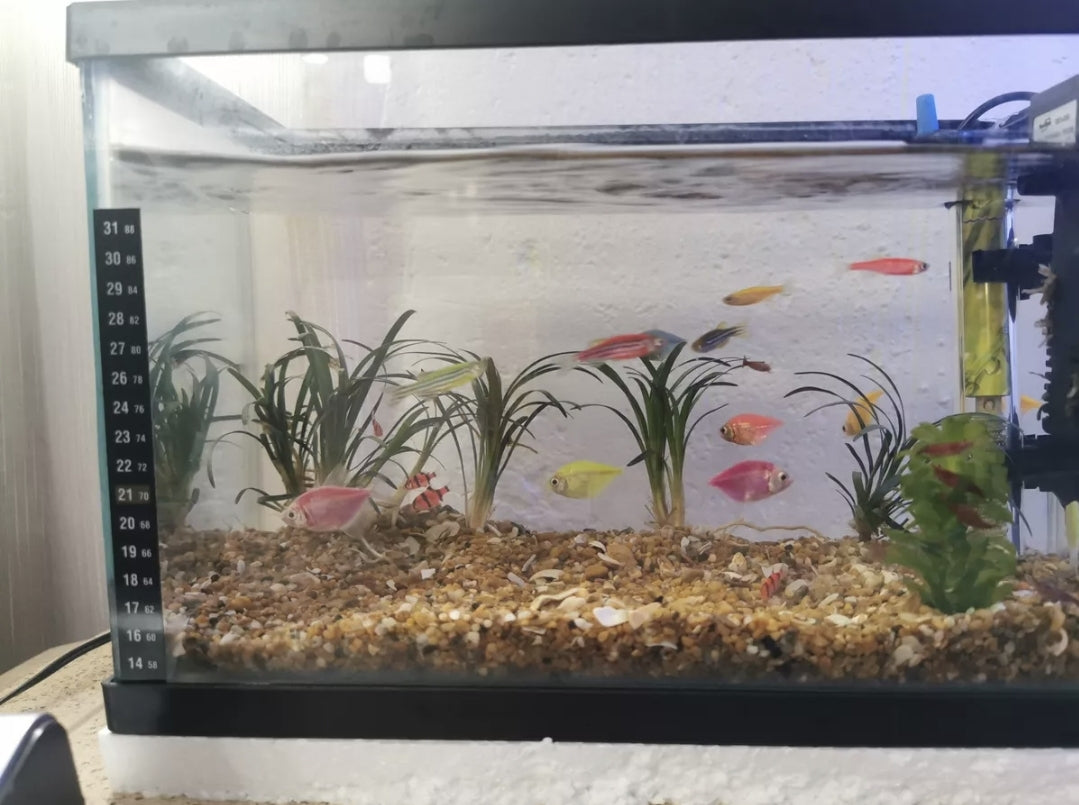 Kit acuario equipado de 10L