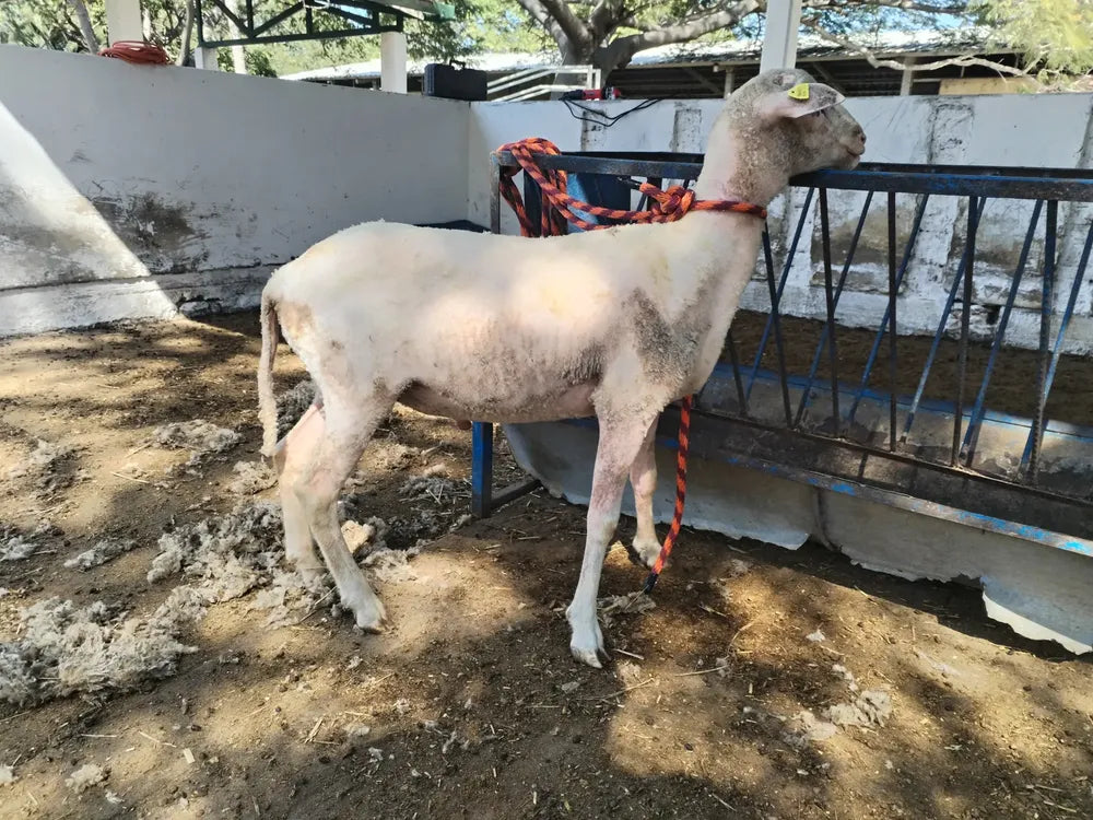 Rasuradora Trasquiladora Para Borregos Ovejas Y Perro Grande