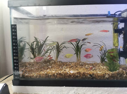 Kit acuario equipado de 10L
