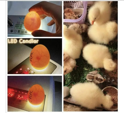 Incubadora automática de huevos 16 piezas