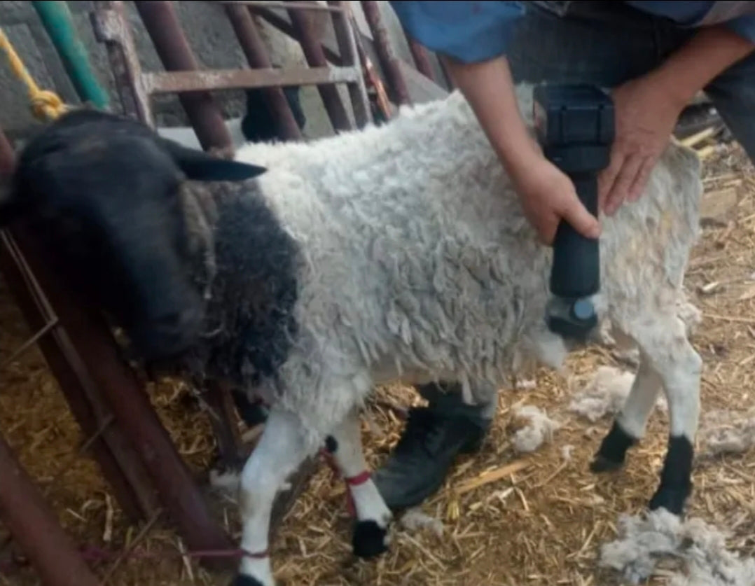 Rasuradora Trasquiladora Para Borregos Ovejas Y Perro Grande 3800w