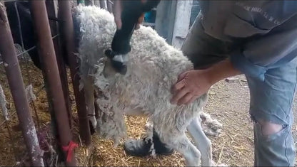 Rasuradora Trasquiladora Para Borregos Ovejas Y Perro Grande 3800w