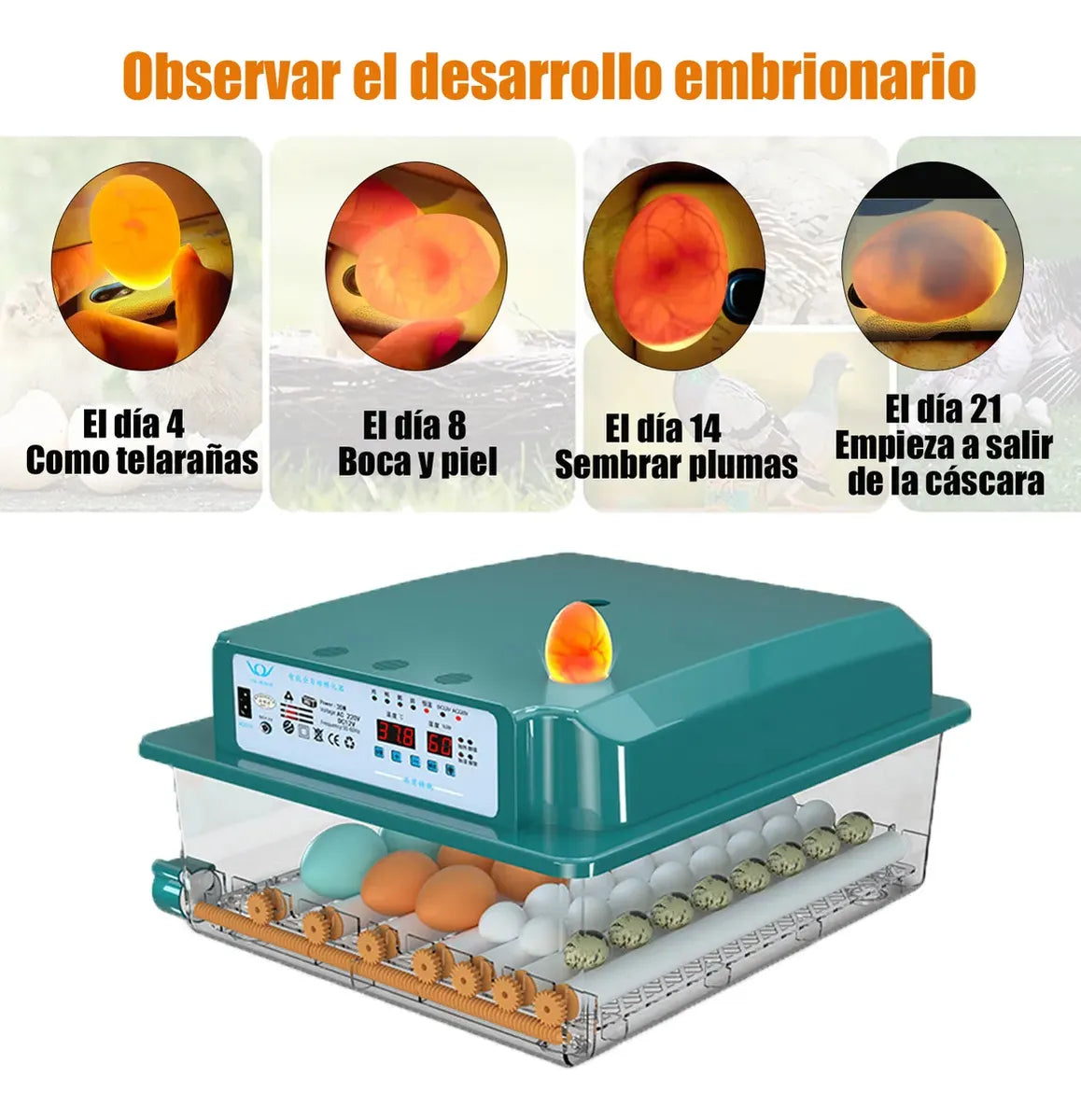Incubadora Para 36 Huevos Con Control De Temperatura Y Giro