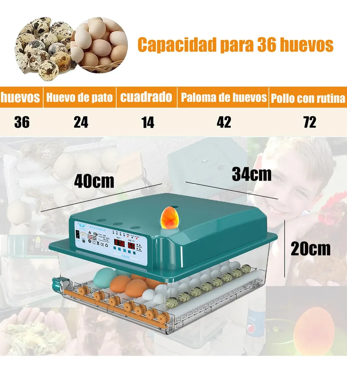 Incubadora Para 36 Huevos Con Control De Temperatura Y Giro