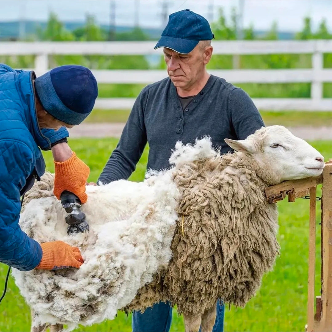 Rasuradora Trasquiladora Para Borregos Ovejas Y Perro Grande 900w