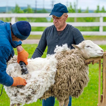 Rasuradora Trasquiladora Para Borregos Ovejas Y Perro Grande 900w